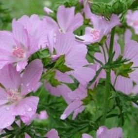 6 x Mauve musquée 'Rosea' - Malva moschata 'Rosea'  - godet 9cm x 9cm