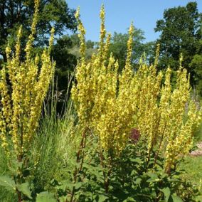 6 x Molène d'Olympe - Verbascum olympicum  - godet 9cm x 9cm