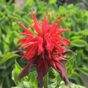 6 x Monarde 'Cambridge Scarlet' - Monarda 'Cambridge Scarlet'  - godet 9cm x 9cm