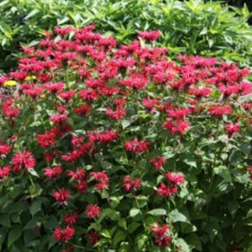 6 x Monarde 'Gardenview Scarlet' - Monarda 'Gardenview Scarlet'  - godet 9cm x 9cm