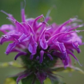 6 x Monarde 'Prairienacht' - Monarda 'Prairienacht'  - godet 9cm x 9cm