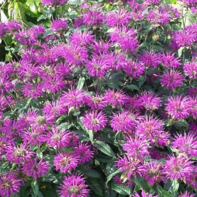 6 x Monarde 'Prairienacht' - Monarda 'Prairienacht'  - godet 9cm x 9cm