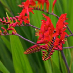 6 x Montbretia 'Lucifer' - Crocosmia 'Lucifer'  - godet 9cm x 9cm