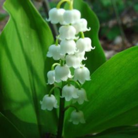 6 x Muguet - Convallaria majalis  - godet 9cm x 9cm