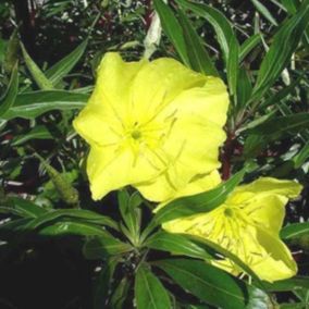 6 x Œnothère à gros fruits - Oenothera macrocarpa  - godet 9cm x 9cm