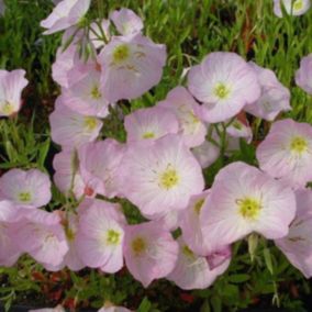 6 x Œnothère - Oenothera Speciosa 'Siskiyou'  - godet 9cm x 9cm