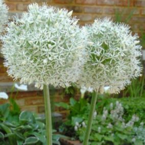 6 x Oignon d'ornement - Allium 'Mount Everest'  - godet 9cm x 9cm