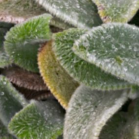 6 x Oreille de lapin 'Silver Carpet' - Stachys byzantina 'Silver Carpet'  - godet 9cm x 9cm