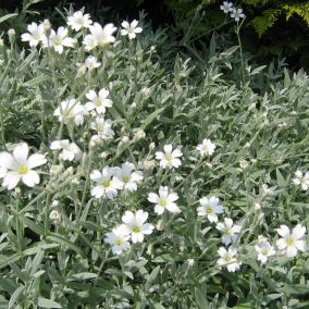 6 x Oreille de souris - Cerastium tomentosum 'Columnae'  - godet 9cm x 9cm