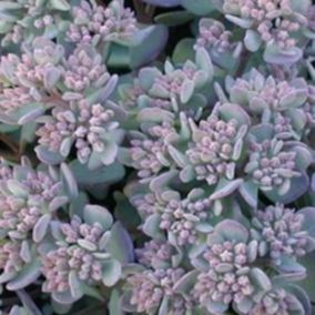 6 x Orpin cauticola 'Lidakense' - Sedum cauticola 'Lidakense'  - godet 9cm x 9cm