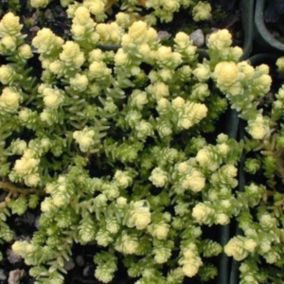 6 x Orpin âcre 'Elegans' - Sedum acre 'Elegans'  - godet 9cm x 9cm