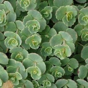 6 x Orpin de Siebold - Sedum sieboldii  - godet 9cm x 9cm