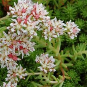 6 x Orpin lydium - Sedum lydium  - godet 9cm x 9cm