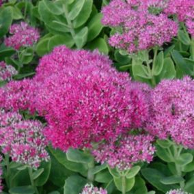 6 x Orpin remarquable 'Brilliant' - Sedum spectabile 'Brillant'  - godet 9cm x 9cm