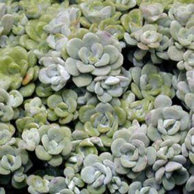 6 x Orpin spatulée 'Cape Blanco' - Sedum spathulifolium 'Cape Blanco'  - godet 9cm x 9cm