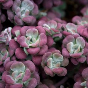 6 x Orpin spatulée 'Purpureum' - Sedum spathulifolium 'Purpureum'  - godet 9cm x 9cm