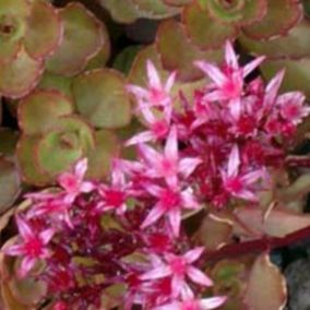 6 x Orpin spurium 'Schorbuser Blut' - Sedum spurium 'Schorbuser Blut'  - godet 9cm x 9cm