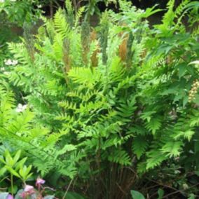 6 x Osmonde royale 'Purpurascens' - Osmunda regalis 'Purpurascens'  - godet 9cm x 9cm