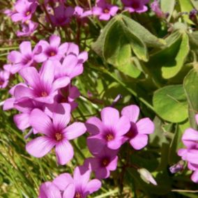 6 x Oxalide du Chili - Oxalis adenophylla  - godet 9cm x 9cm