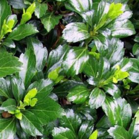 6 x Pachysandra terminalis - Pachysandra terminalis 'Green Carpet'  - godet 9cm x 9cm