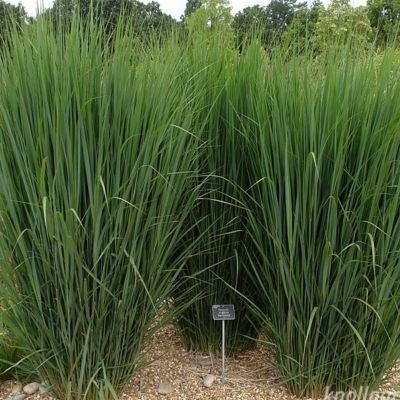 6 x Panic effilé 'Northwind' - Panicum 'Northwind'  - godet 9cm x 9cm