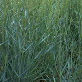 6 x Panic effilé 'Prairie sky' - Panicum virgatum 'Prairie Sky'  - godet 9cm x 9cm