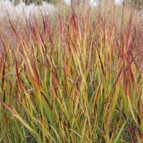 6 x Panic effilé 'Rotstrahlbusch' - Panicum virgatum 'Rotstrahlbusch'  - godet 9cm x 9cm