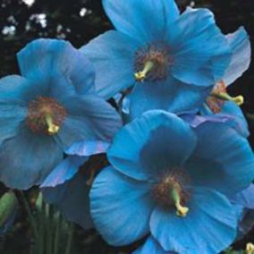 6 x Pavot bleu de l'Himalaya - Meconopsis betonicifolia  - godet 9cm x 9cm