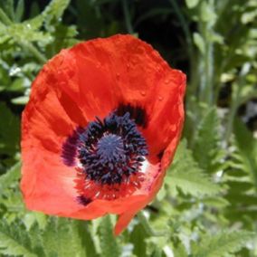 6 x Pavot d'orient 'Marcus Perry' - Papaver orientale 'Marcus Perry'  - godet 9cm x 9cm