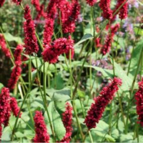 6 x Persicaire, Renouée 'Fats Domino' - Persicaria amplexicaulis 'Fats Domino'  - godet 9cm x 9cm