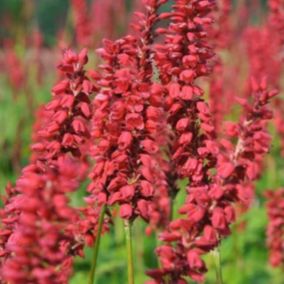 6 x Persicaire, Renouée 'JS Caliente' - Persicaria amplexicaulis 'Js Caliente'  - godet 9cm x 9cm