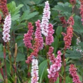 6 x Persicaire, Renouée - Persicaria affinis 'Darjeeling Red'  - godet 9cm x 9cm