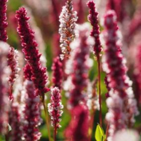 6 x Persicaire, Renouée 'Superba' - Persicaria affinis 'Superba'  - godet 9cm x 9cm