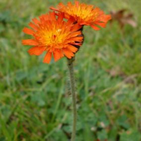 6 x Épervière orangée - Hieracium aurantiacum  - godet 9cm x 9cm