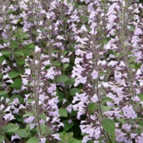 6 x Petit calament 'Blue Cloud - Calamintha nepeta 'Blue Cloud'  - godet 9cm x 9cm