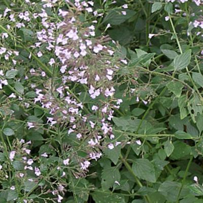 6 x Petit calament - Calamintha nepeta nepeta - godet 9cm x 9cm