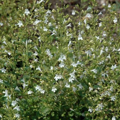 6 x Petit calament 'White Cloud - Calamintha nepeta 'White Cloud ...