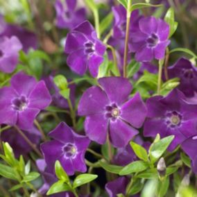 6 x Petite pervenche 'Atropurpurea' - Vinca minor 'Atropurpurea'  - godet 9cm x 9cm