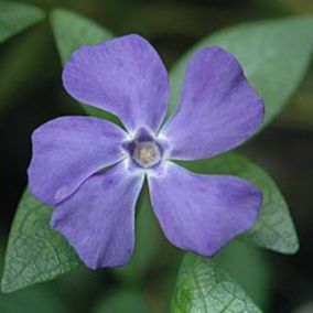 6 x Petite pervenche 'La Grave' - Vinca minor 'La Grave' -'Bowles Variety'  - godet 9cm x 9cm