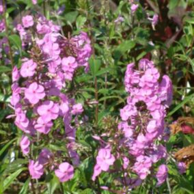 6 x Phlox maculé 'Alpha' - Phlox maculata 'Alpha'  - godet 9cm x 9cm