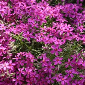 6 x Phlox mousse 'Atropurpurea' - Phlox subulata 'Atropurpurea'  - godet 9cm x 9cm