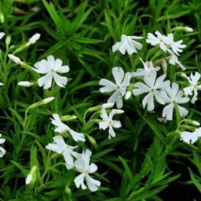 6 x Phlox mousse 'Calvides White' - Phlox subulata 'Calvides White'  - godet 9cm x 9cm