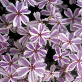 6 x Phlox mousse 'Candy Stripes' - Phlox subulata 'Candy Stripes'  - godet 9cm x 9cm