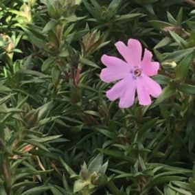 6 x Phlox nain 'Lilac Cloud' - Phlox douglasii 'Lilac Cloud'  - godet 9cm x 9cm