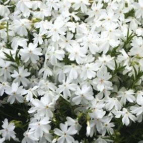 6 x Phlox nain 'White Admiral' - Phlox douglasii 'White Admiral'  - godet 9cm x 9cm