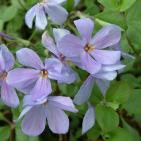 6 x Phlox rampant 'Blue Ridge' - Phlox stolonifera 'Blue Ridge'  - godet 9cm x 9cm