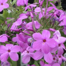 6 x Phlox rampant 'Pink Ridge' - Phlox stolonifera 'Pink Ridge'  - godet 9cm x 9cm