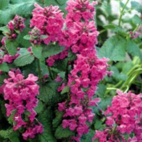 6 x Épiaire de Byzance - Stachys grandiflora 'Superba'  - godet 9cm x 9cm