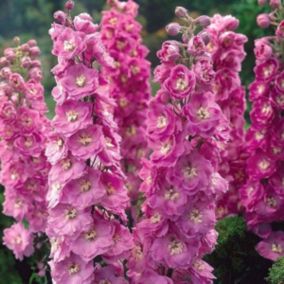 6 x Pied d'Alouette belladone 'Astolat' - Delphinium 'Astolat'  - godet 9cm x 9cm