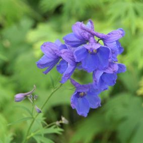 6 x Pied d'Alouette belladone 'Bellamosum' - Delphinium 'Bellamosum'  - godet 9cm x 9cm